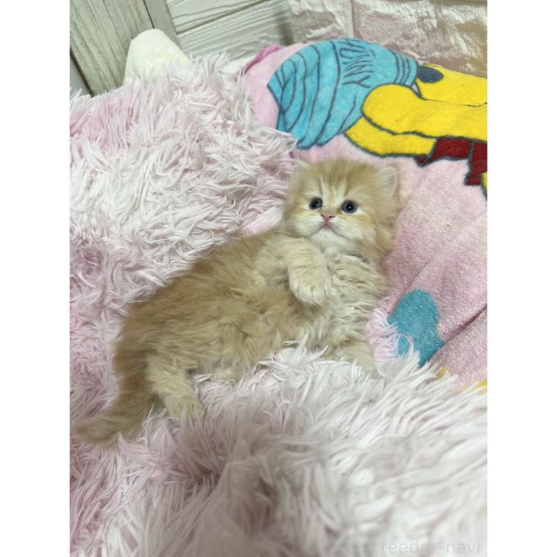 販売中の千葉県のペルシャ-131523の7枚目