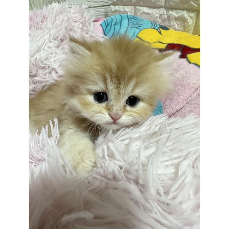 販売中の千葉県のペルシャ-131523の6枚目