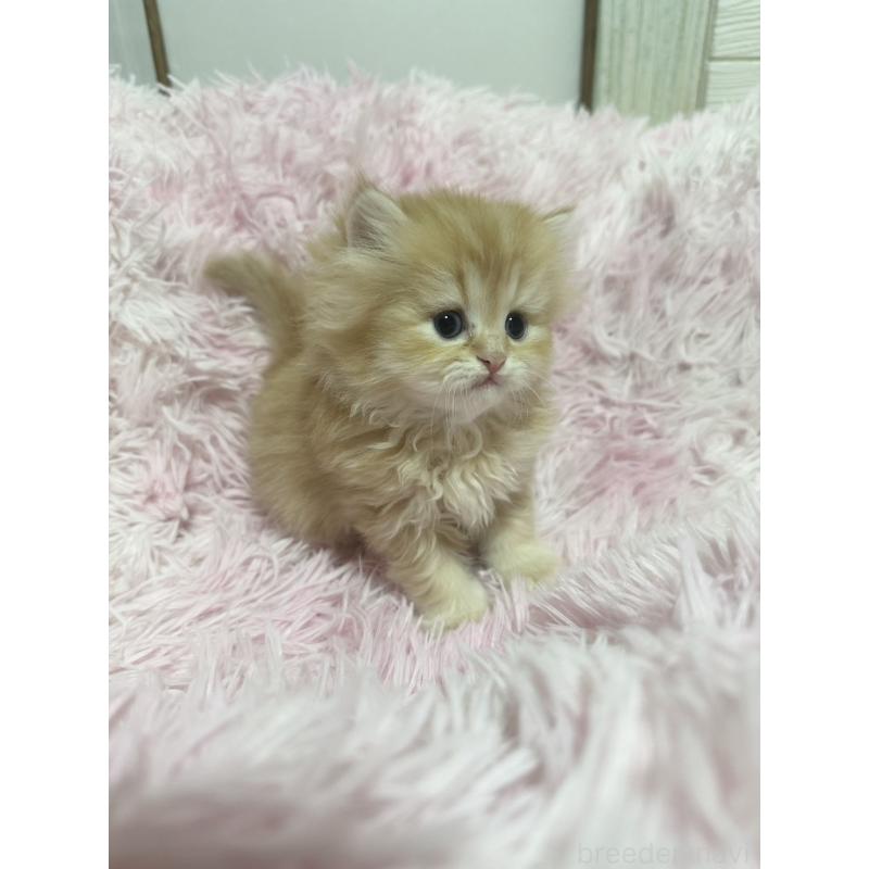 販売中の千葉県のペルシャ-131523の5枚目