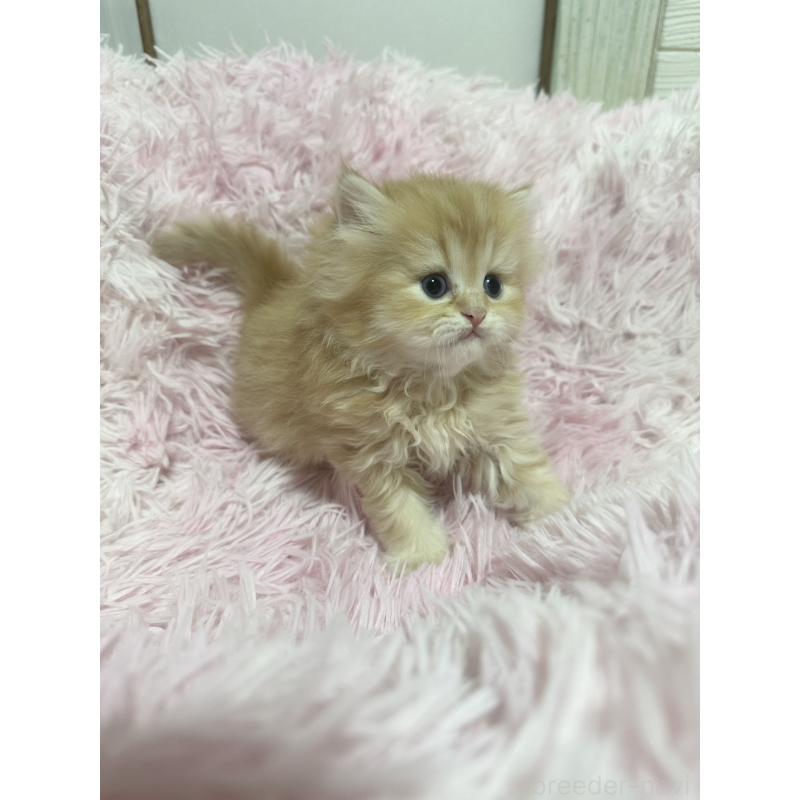 販売中の千葉県のペルシャ-131523の3枚目