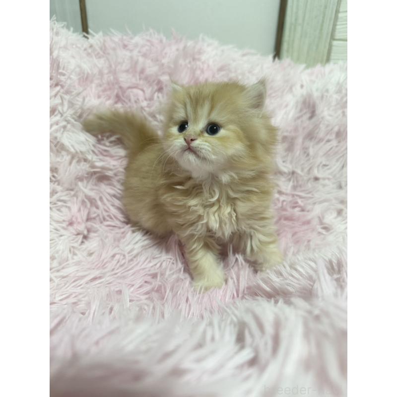 販売中の千葉県のペルシャ-131523の4枚目