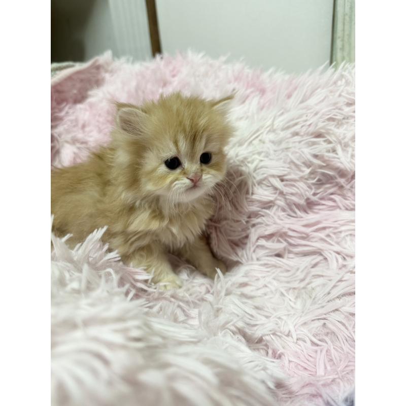 販売中の千葉県のペルシャ-131523の2枚目