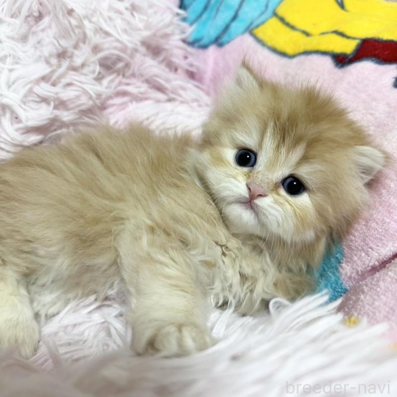 販売中の千葉県のペルシャ-131523の1枚目