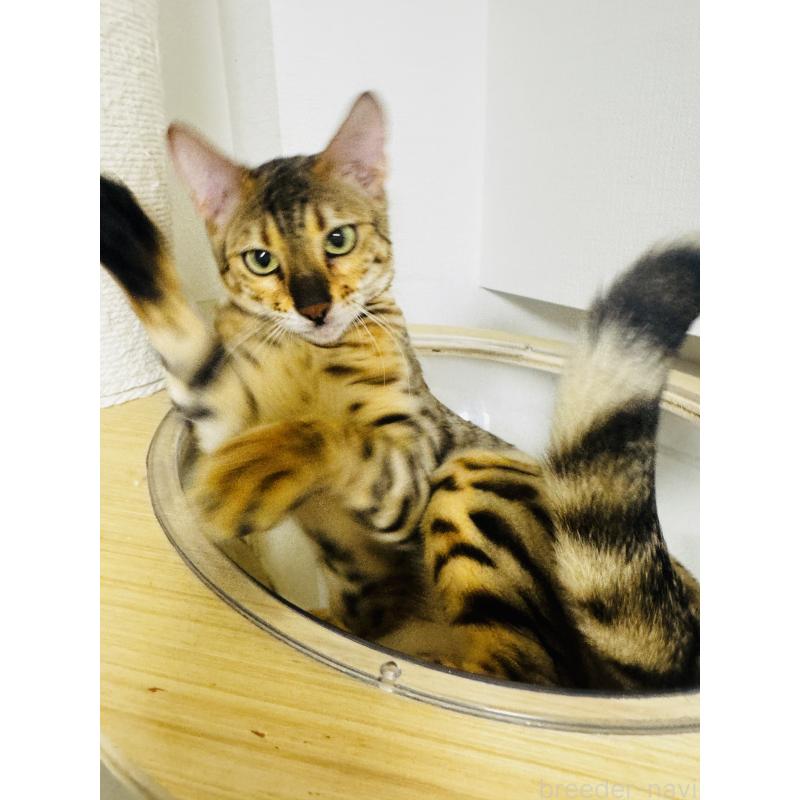 モニカちゃん1枚目