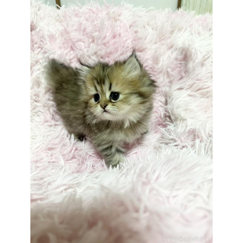 販売中の千葉県のペルシャ-131524の10枚目