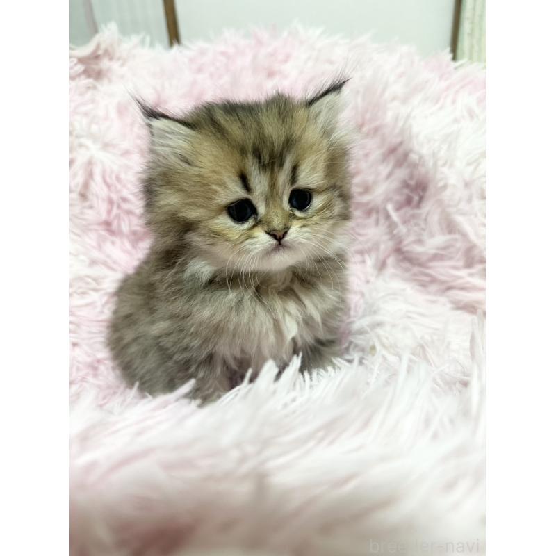 販売中の千葉県のペルシャ-131524の9枚目