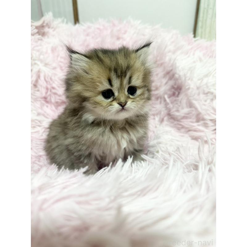 販売中の千葉県のペルシャ-131524の8枚目