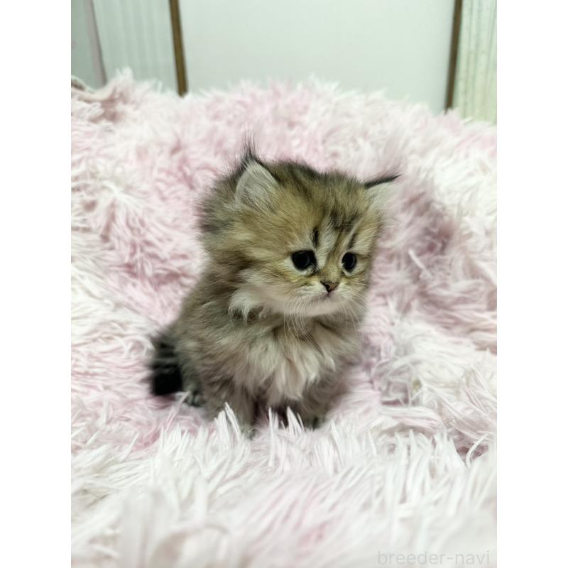 販売中の千葉県のペルシャ-131524の7枚目