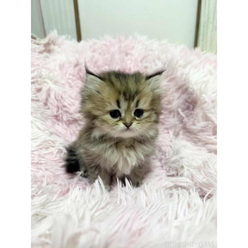 販売中の千葉県のペルシャ-131524の6枚目