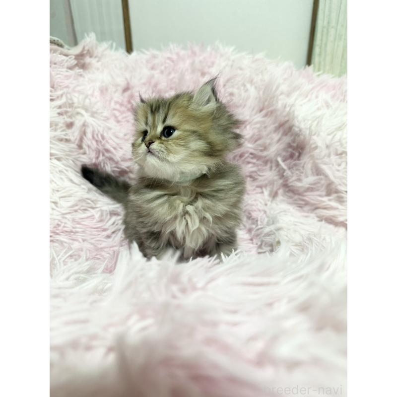 販売中の千葉県のペルシャ-131524の5枚目