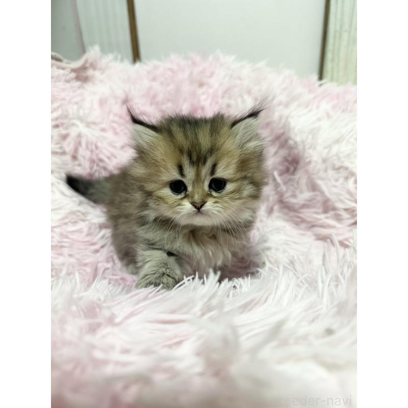 販売中の千葉県のペルシャ-131524の4枚目