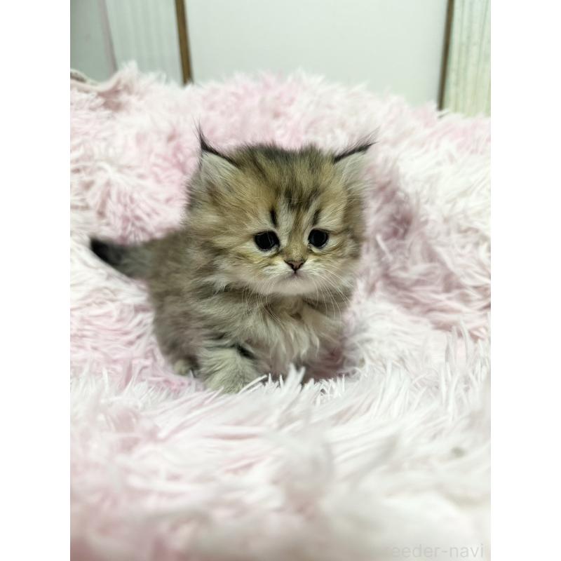 販売中の千葉県のペルシャ-131524の3枚目