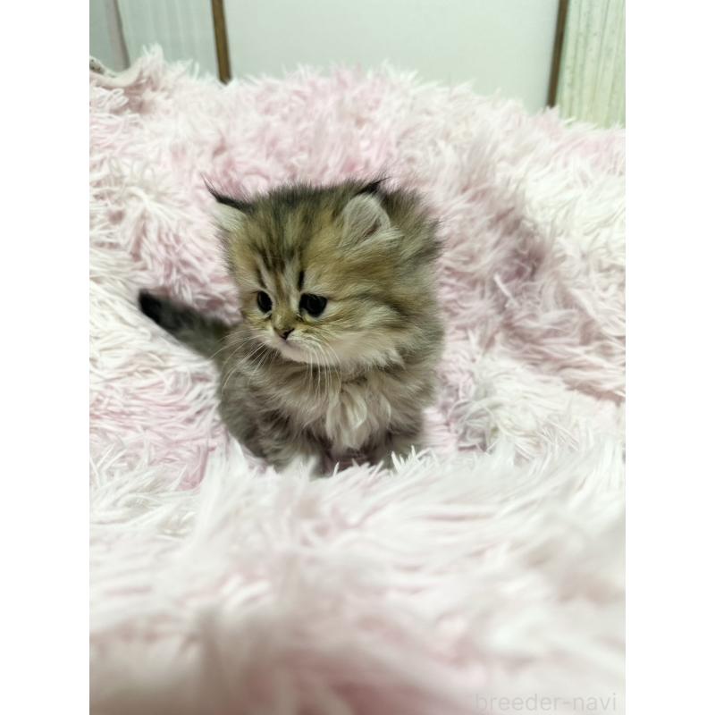 販売中の千葉県のペルシャ-131524の2枚目