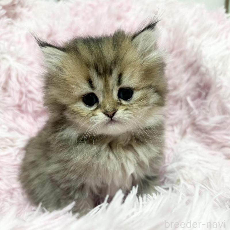 販売中の千葉県のペルシャ-131524