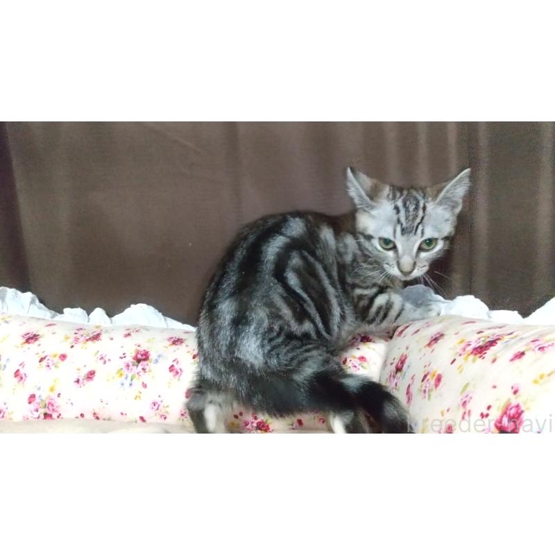 販売中の愛知県のアメリカンショートヘア-128989の5枚目