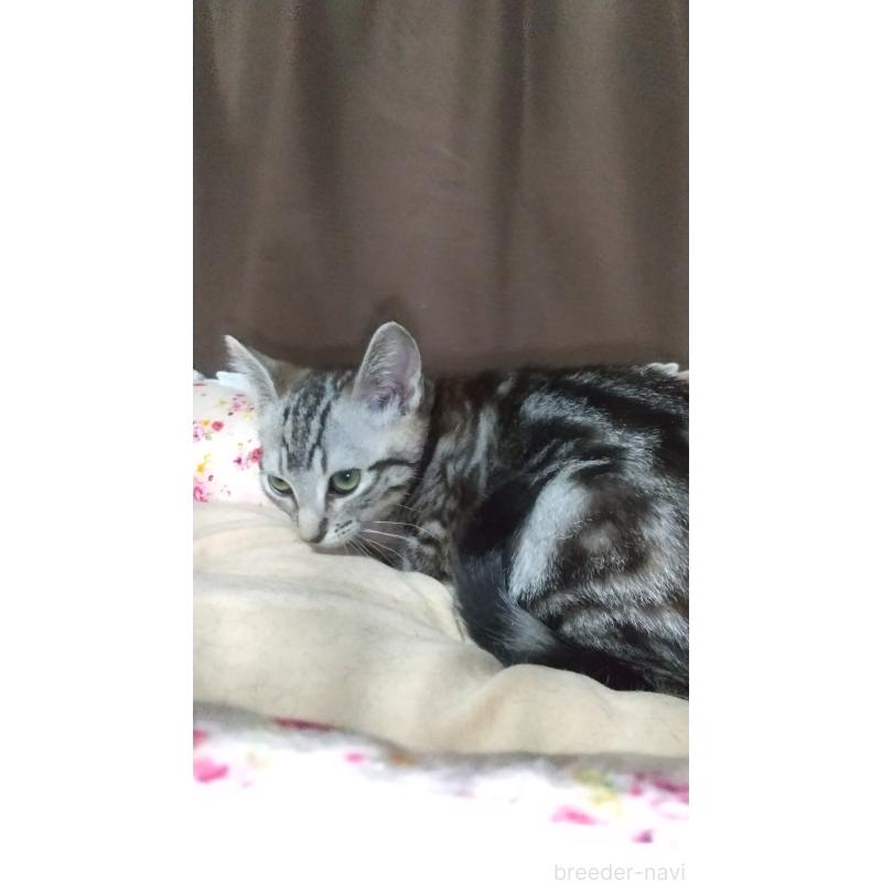 販売中の愛知県のアメリカンショートヘア-128989の4枚目