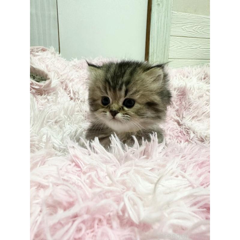 販売中の千葉県のペルシャ-131525の10枚目