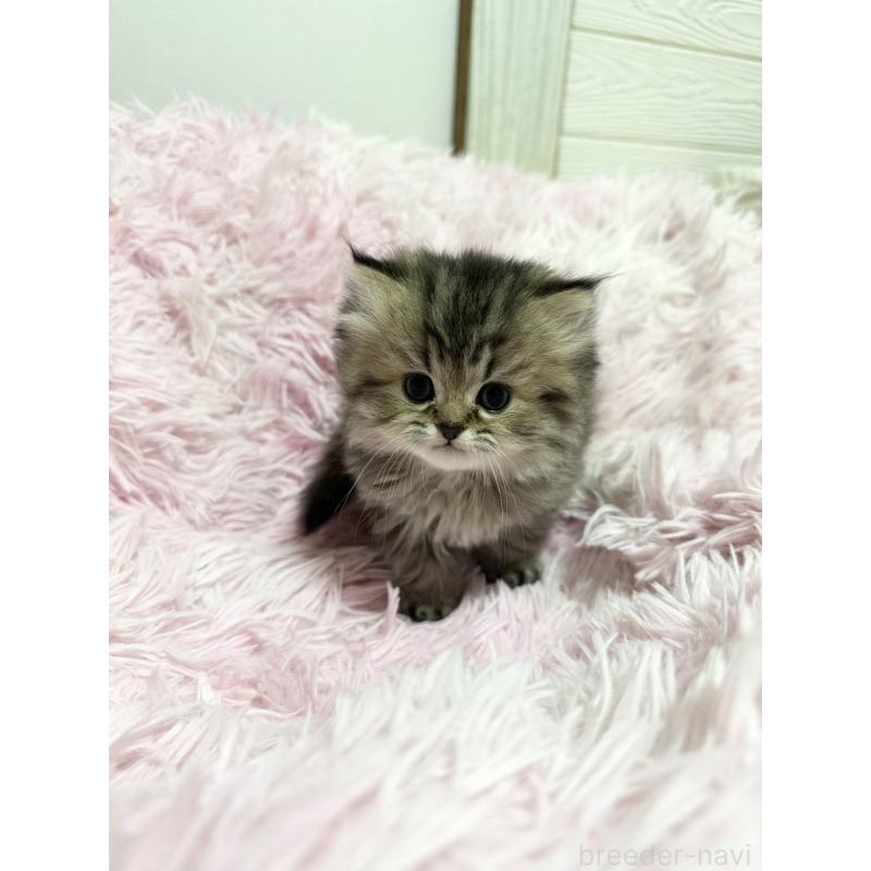 販売中の千葉県のペルシャ-131525の9枚目