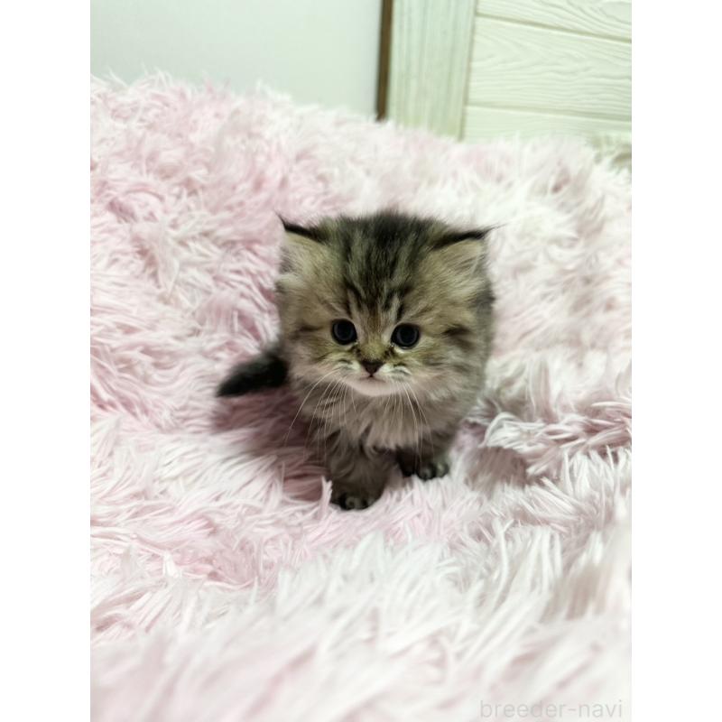 販売中の千葉県のペルシャ-131525の8枚目