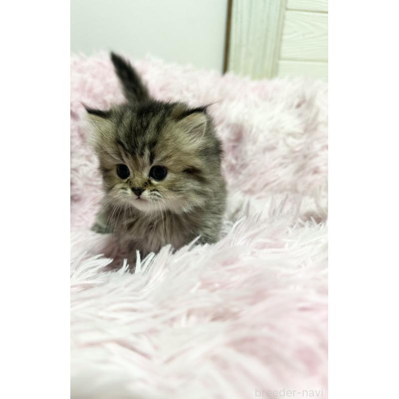 販売中の千葉県のペルシャ-131525の7枚目