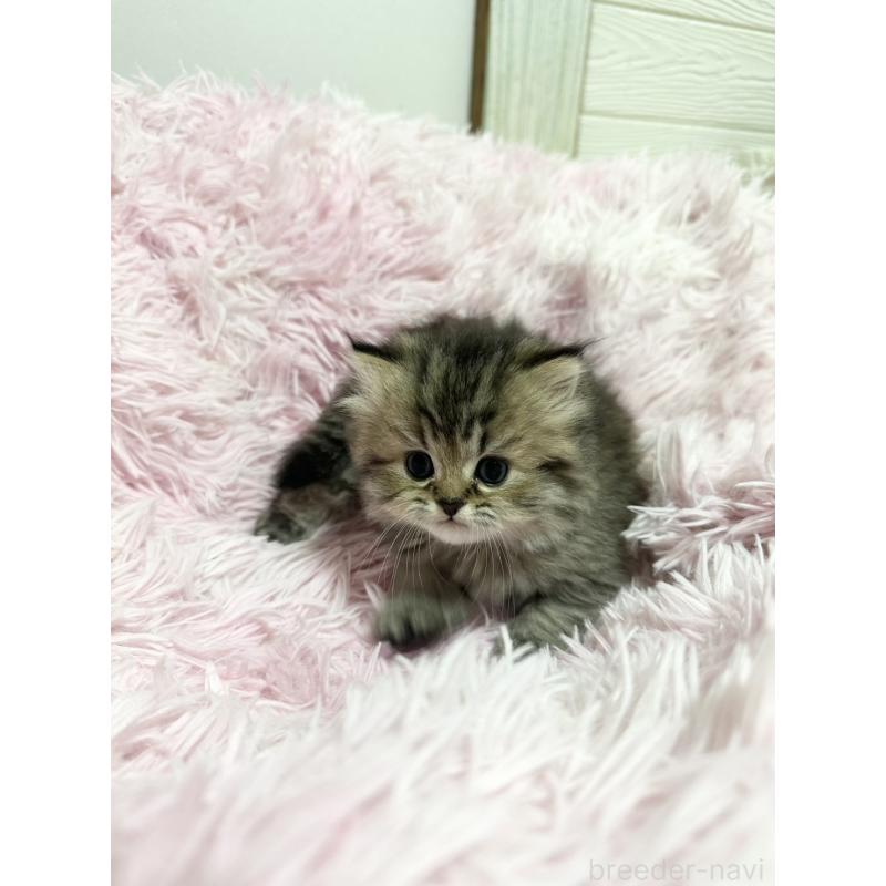 販売中の千葉県のペルシャ-131525の6枚目