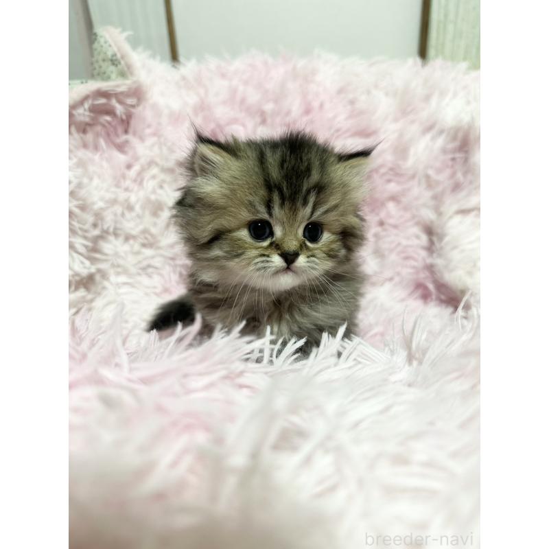 販売中の千葉県のペルシャ-131525の5枚目