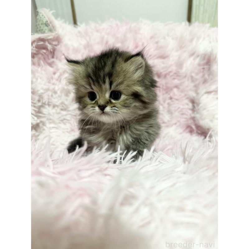 販売中の千葉県のペルシャ-131525の4枚目