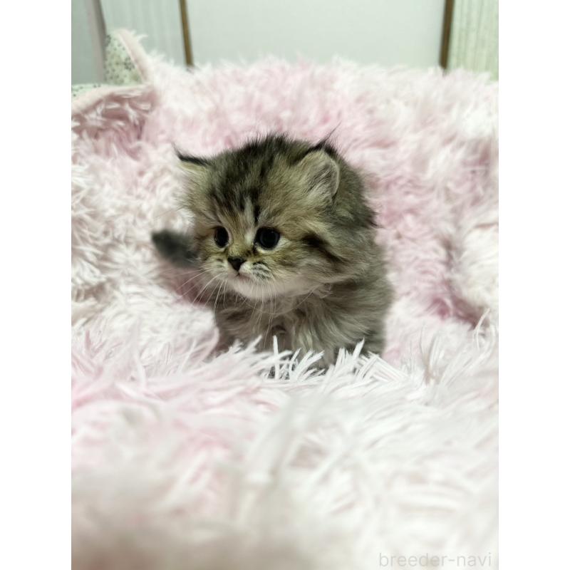 販売中の千葉県のペルシャ-131525の3枚目