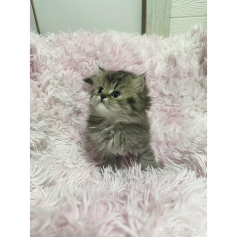 販売中の千葉県のペルシャ-131525の2枚目