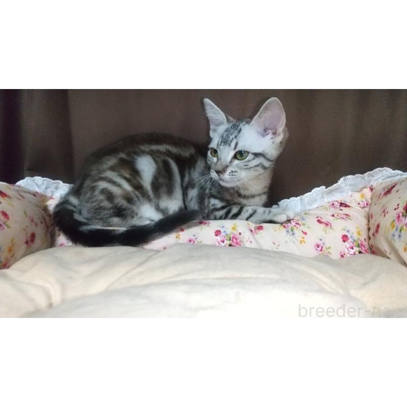 販売中の愛知県のアメリカンショートヘア-128988の2枚目