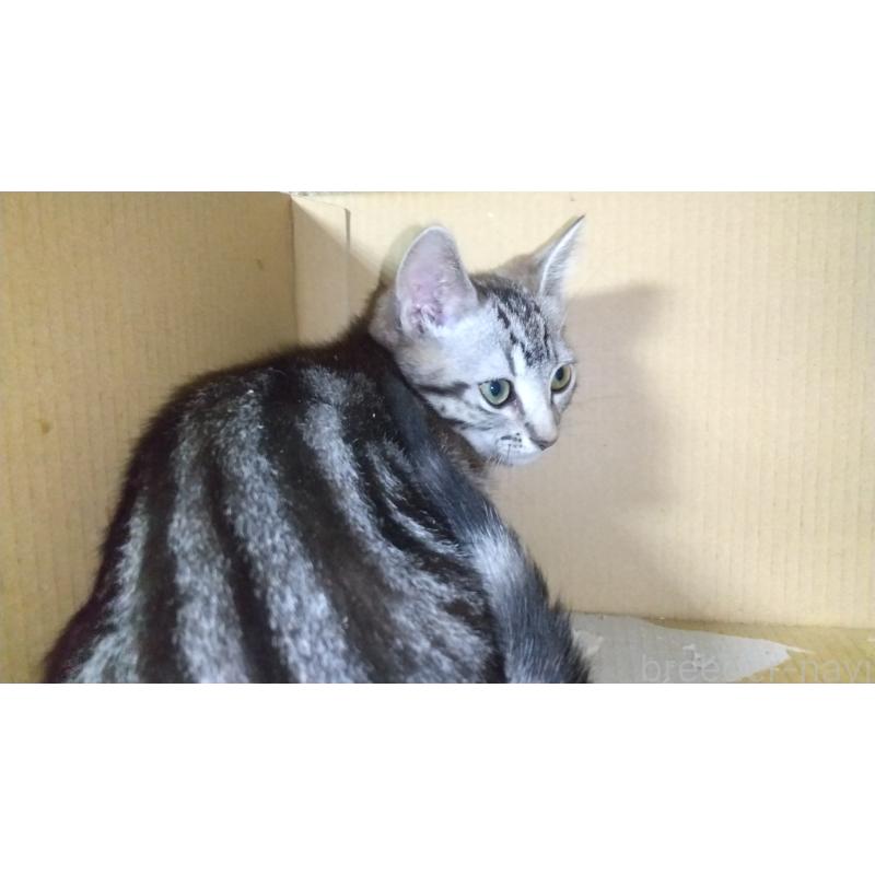 販売中の愛知県のアメリカンショートヘア-128989の3枚目