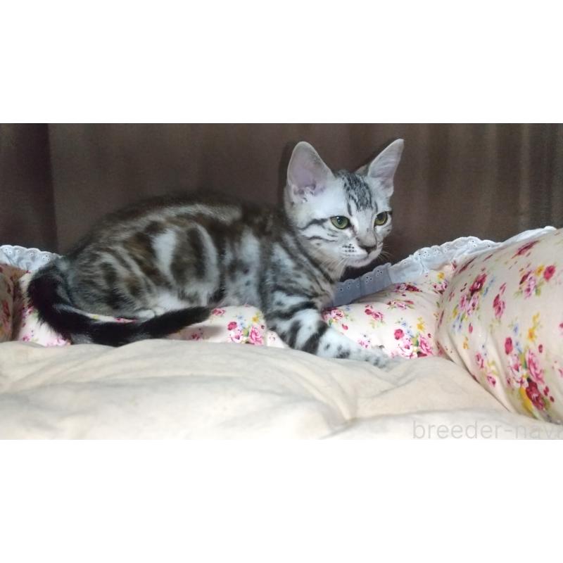 販売中の愛知県のアメリカンショートヘア-128989の2枚目