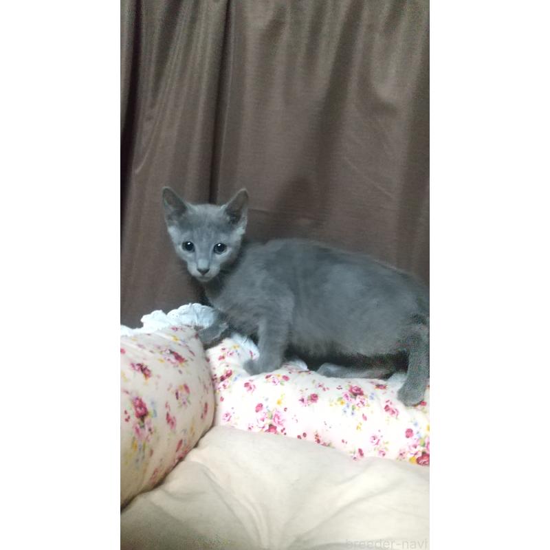 販売中の愛知県のロシアンブルー-131526の4枚目