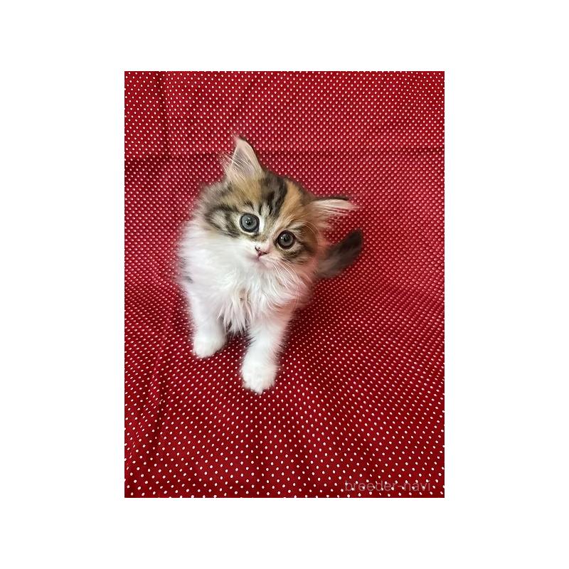 販売中の大阪府のミヌエット-131528の11枚目