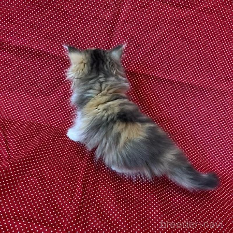 販売中の大阪府のミヌエット-131528の10枚目