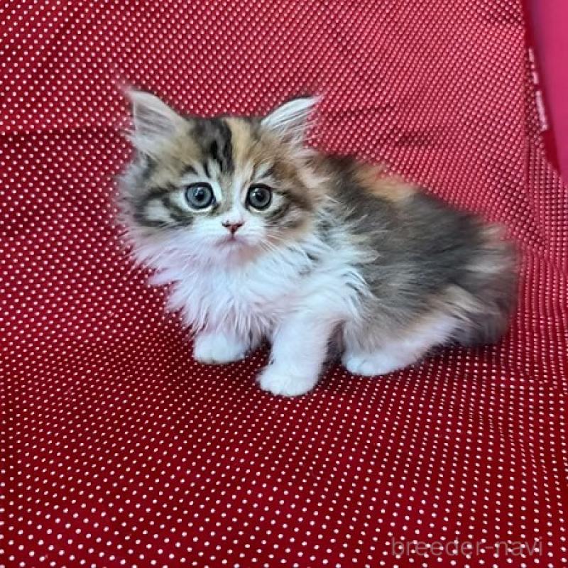 販売中の大阪府のミヌエット-131528の9枚目