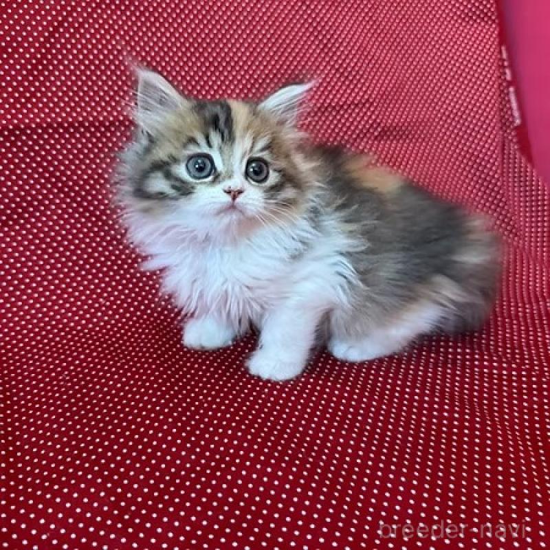 販売中の大阪府のミヌエット-131528の8枚目