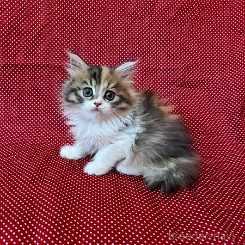 販売中の大阪府のミヌエット-131528の4枚目