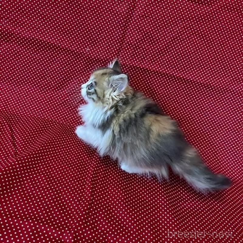 販売中の大阪府のミヌエット-131528の3枚目