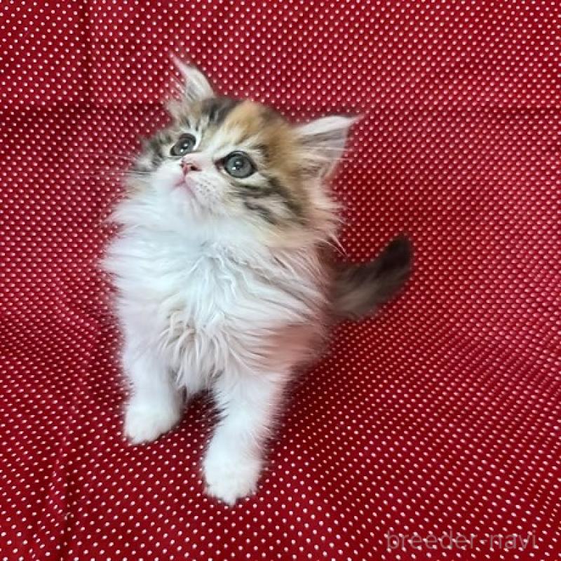 販売中の大阪府のミヌエット-131528の2枚目