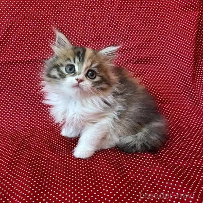 販売中の大阪府のミヌエット-131528の1枚目