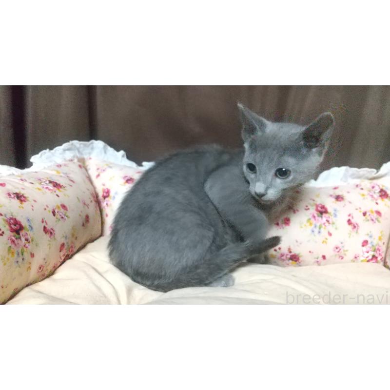 販売中の愛知県のロシアンブルー-131526の3枚目