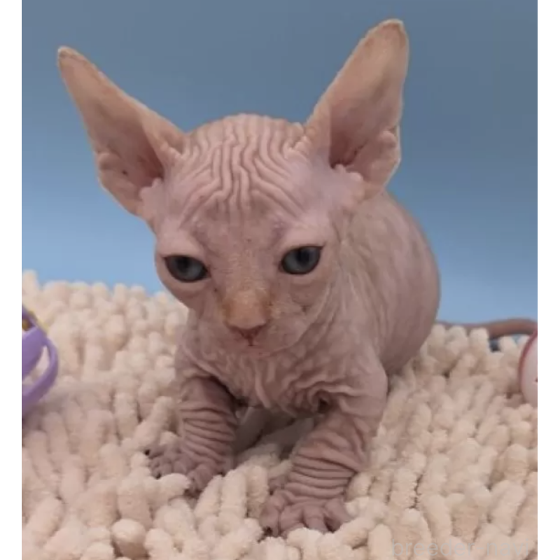 販売中の兵庫県のバンビーノ-131527の2枚目