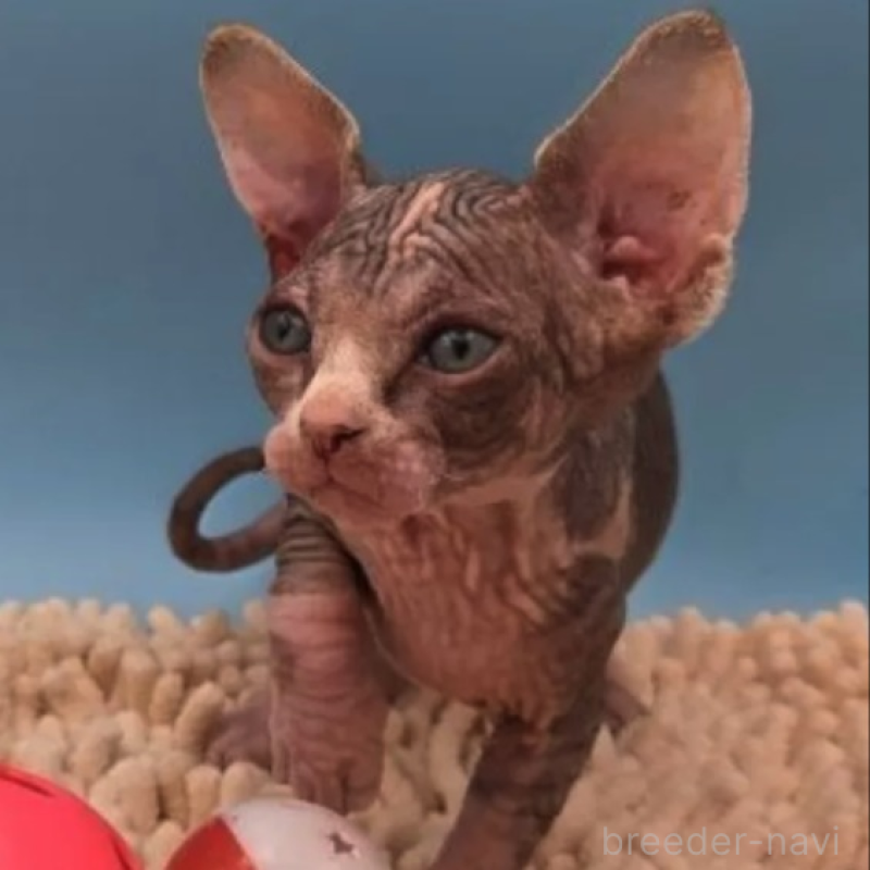 販売中の兵庫県のバンビーノ-131529