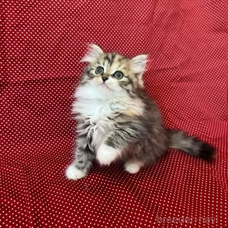 販売中の大阪府のミヌエット-131530の12枚目