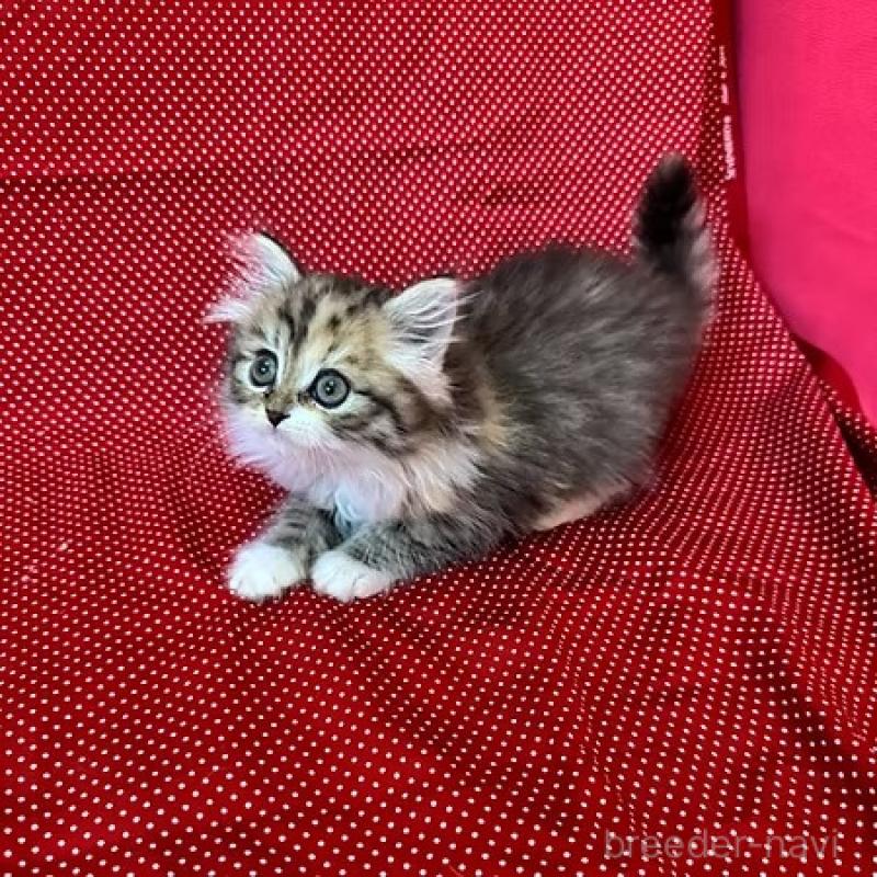 販売中の大阪府のミヌエット-131530の11枚目