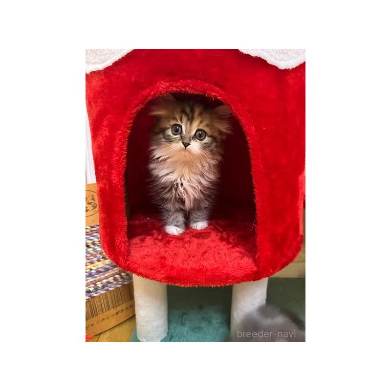 販売中の大阪府のミヌエット-131530の10枚目