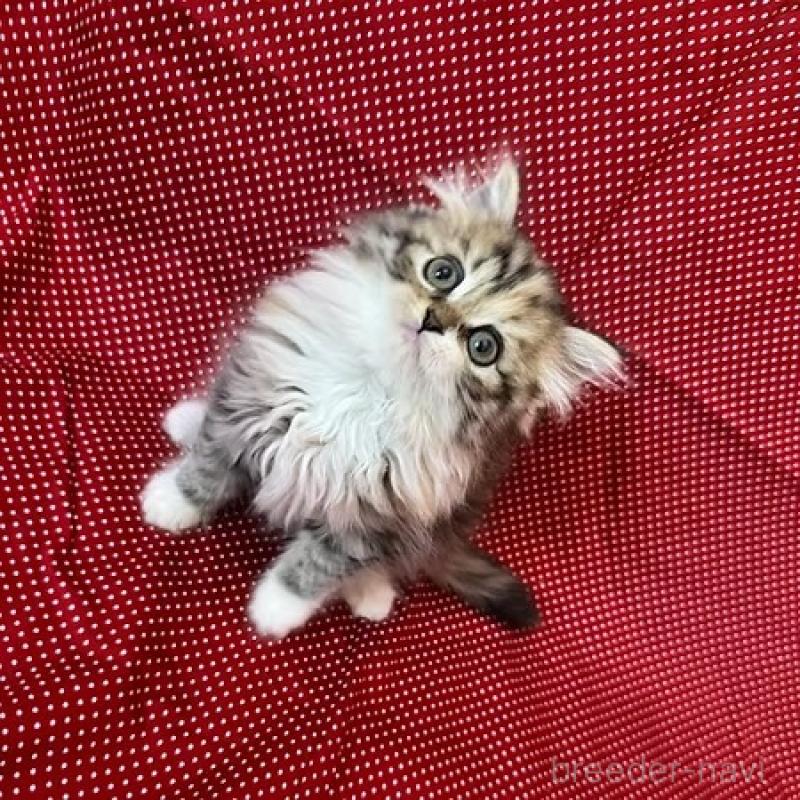 販売中の大阪府のミヌエット-131530の9枚目