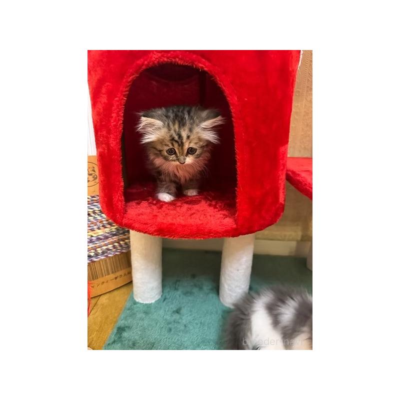 販売中の大阪府のミヌエット-131530の8枚目