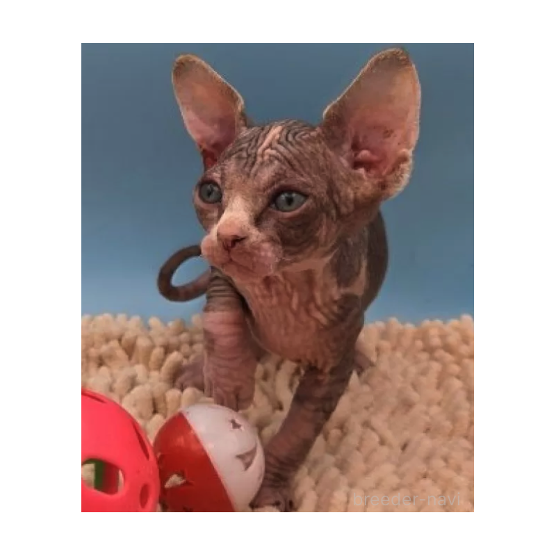 販売中の兵庫県のバンビーノ-131529の2枚目